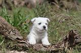 WESTIE 108